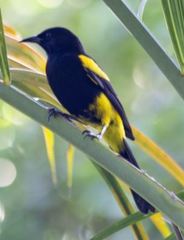 Icterus dominicensis