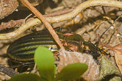 Carabus lineatus lateralis