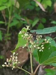 Ropalidia hongkongensis