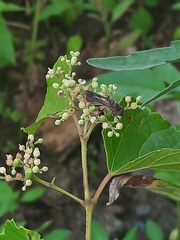 Ropalidia hongkongensis