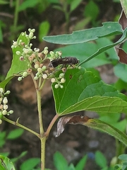 Ropalidia hongkongensis