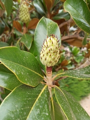 Magnolia grandiflora