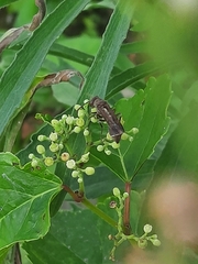 Ropalidia hongkongensis