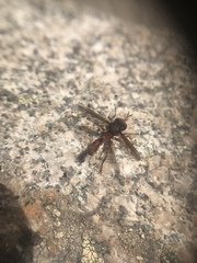 Physocephala marginata