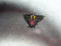 Toccolosida rubriceps