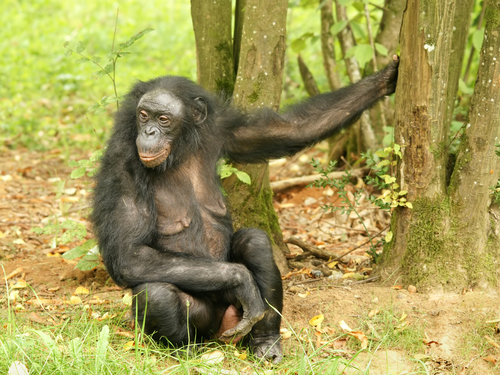 Bonobo, photo 3 of 9