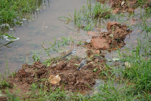 East Siberian Wagtail