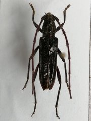 Cerambycidae