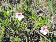 Pachypodium bispinosum