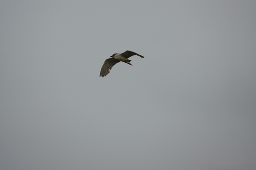 Black-crowned Night Heron