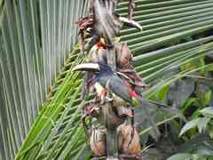 Pteroglossus aracari