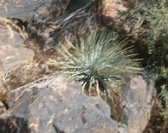 Hesperoyucca whipplei