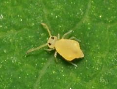 Deuterosminthurus bicinctus