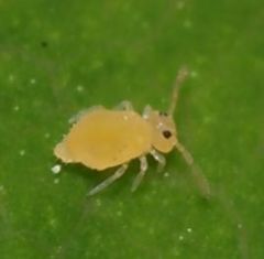 Deuterosminthurus bicinctus