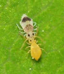 Deuterosminthurus bicinctus
