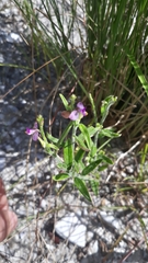 Polygala polygama