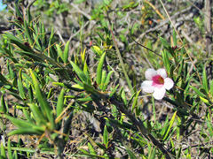 Pachypodium bispinosum