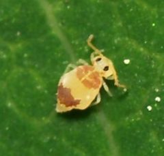 Deuterosminthurus bicinctus