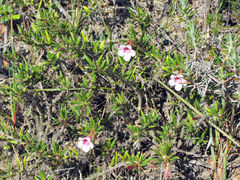 Pachypodium bispinosum