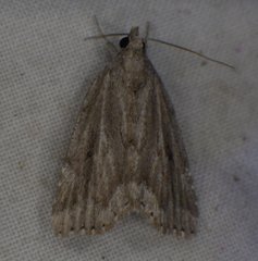 Cutina albopunctella
