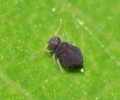 Deuterosminthurus pallipes