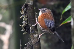 Spelaeornis troglodytoides