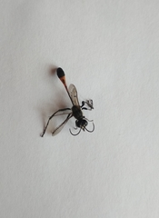 Ammophila