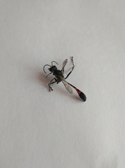 Ammophila