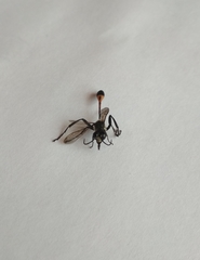 Ammophila