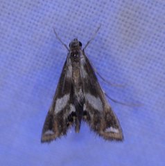 Chrysendeton imitabilis