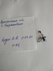 Ammophila