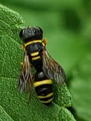 Ectemnius scaber
