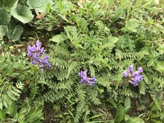 Oxytropis montana