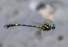 Onychogomphus louissiriusi