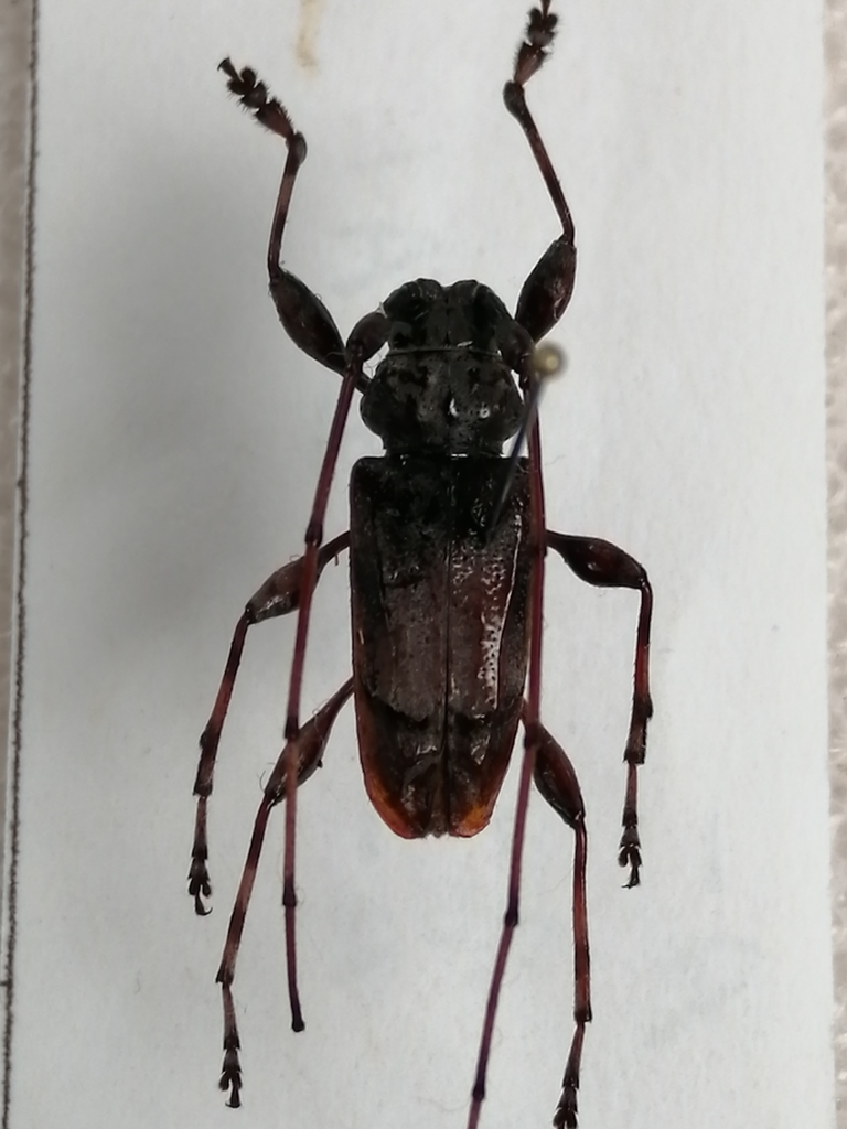 Olenosus serrimanus