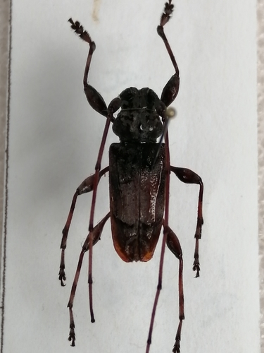 Olenosus serrimanus
