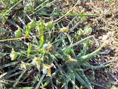 Euphorbia clava
