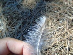 Athene noctua indigena
