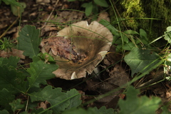 Russula consobrina