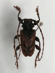 Cerambycidae