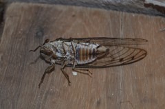 Diceroprocta