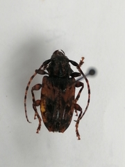 Acanthoderini