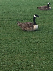 Branta canadensis