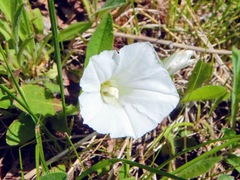 Calystegia spithamaea