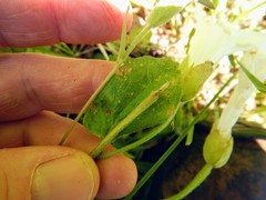Calystegia spithamaea