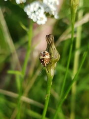 Carpocoris purpureipennis