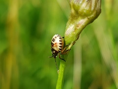 Carpocoris purpureipennis