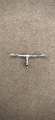 Amblyptilia pica