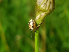 Carpocoris purpureipennis