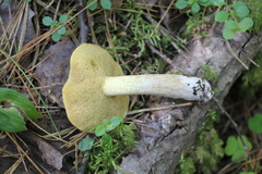 Suillus placidus